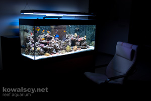 Reef Aquarium @ 2012 Feb