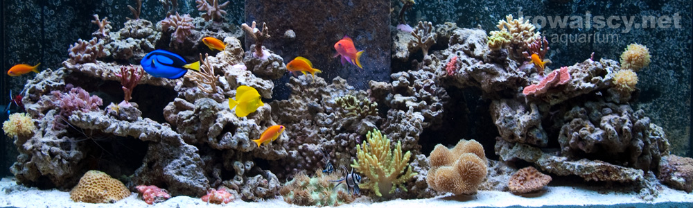 Kowalscy.net Reef Aquarium